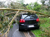tree service erie pa, Erie Tree Trimmers, Erie
