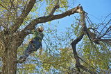 tree service erie , Erie Tree Trimmers, Erie