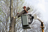 tree stump removal erie pa, Erie Tree Trimmers, Erie
