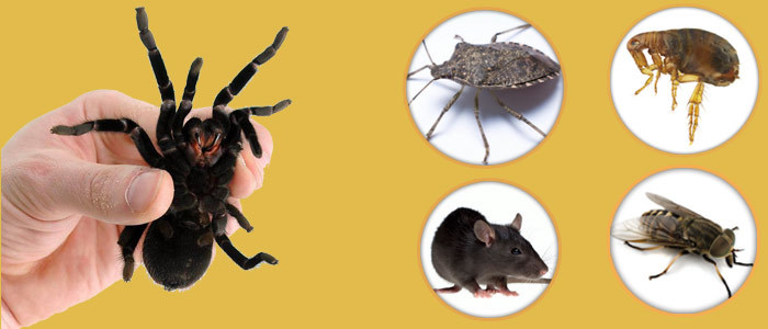  Profile Photos of My Home Pest Control Brisbane City - Photo 8 of 8