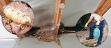 My Home Pest Control, Brisbane