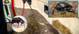 My Home Pest Control, Brisbane