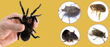 My Home Pest Control, Brisbane