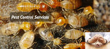 My Home Pest Control, Brisbane