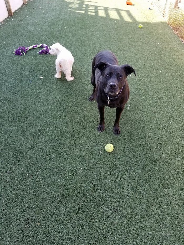  Profile Photos of Just Pets Pet Resort 3884 College St - Photo 1 of 1