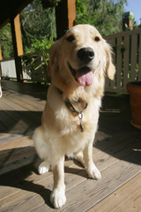 Lujans Pet Grooming & Supplies, Fontana