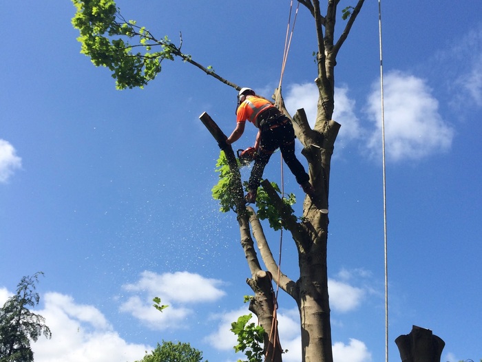  Profile Photos of Birmingham Tree Services 179 Parkdale Road - Photo 1 of 1