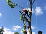 Birmingham Tree Services, Birmingham