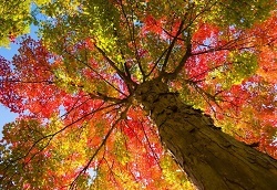  Profile Photos of Richmond Hill Tree Service 1070 Major Mackenzie Dr E #5048 - Photo 3 of 5