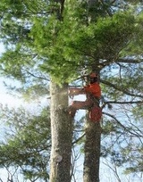 Richmond Hill Tree Service, Richmond Hill