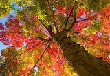 Richmond Hill Tree Service, Richmond Hill