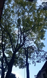 Richmond Hill Tree Service, Richmond Hill