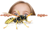 Pest Control Canberra, Canberra
