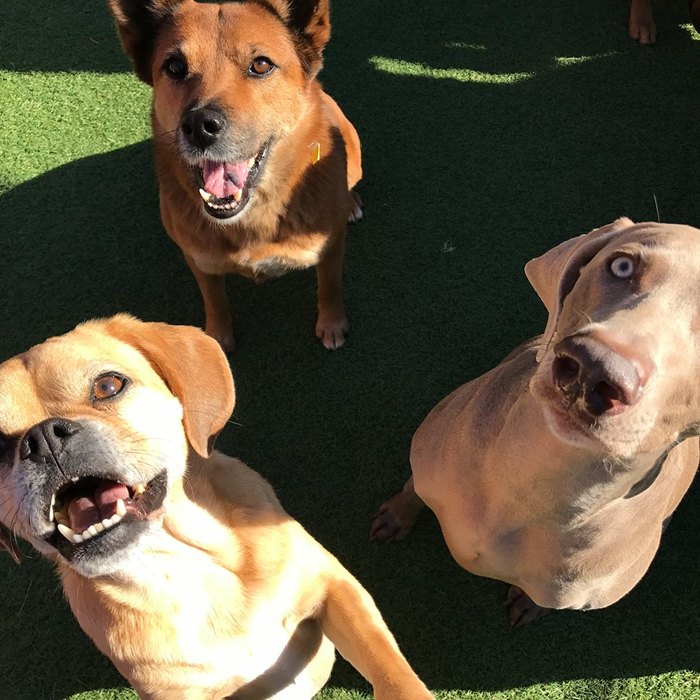  Profile Photos of Pacific Pet Resort 2909 San Luis Rey Rd - Photo 3 of 10