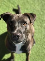  Pacific Pet Resort 2909 San Luis Rey Rd 