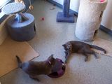  Pacific Pet Resort 2909 San Luis Rey Rd 