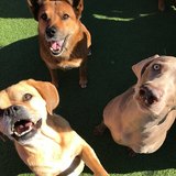  Pacific Pet Resort 2909 San Luis Rey Rd 