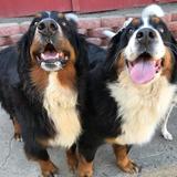  Pacific Pet Resort 2909 San Luis Rey Rd 