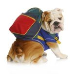  Pacific Pet Resort 2909 San Luis Rey Rd 