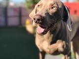  Pacific Pet Resort 2909 San Luis Rey Rd 
