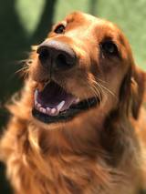 Pacific Pet Resort, Oceanside