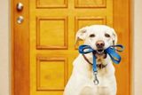 Pacific Pet Resort, Oceanside