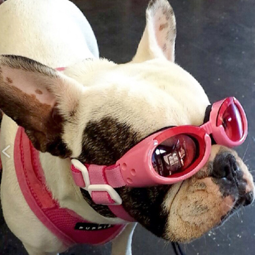 Profile Photos of Naked Dog Bistro 424 Forest Ave - Photo 14 of 16