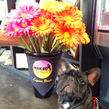  Naked Dog Bistro 424 Forest Ave 
