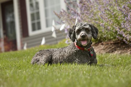  Profile Photos of DogWatch of the Old Dominion 10461 Willowspring Lane - Photo 2 of 4