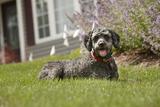 DogWatch of the Old Dominion, Warrenton