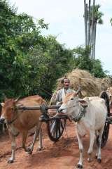 Triple A Adventures Cambodia, Siem Reap