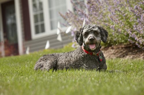  Profile Photos of DogWatch of Central Alabama 4517 Pine Tree Circle, Suite 9 - Photo 3 of 4