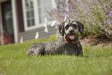 DogWatch of Central Alabama, Vestavia Hills
