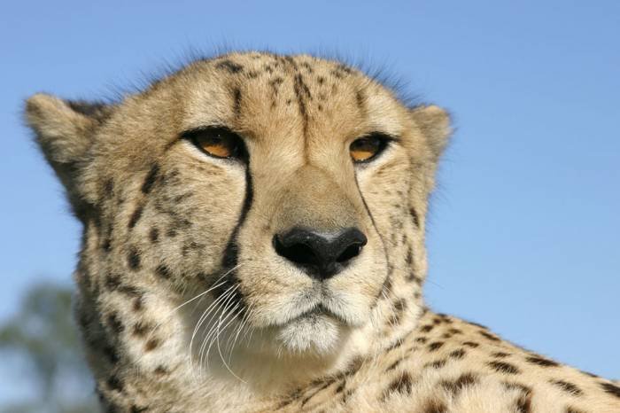 Up close and personal with a magnificant cheetah. Profile Photos of Hotels in Kaziranga National Park 314, Laxmi Deep Building, District Centre, Laxmi Nagar,  New Delhi - Photo 2 of 10