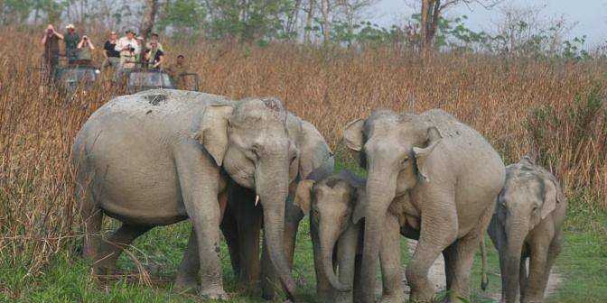  Profile Photos of Hotels in Kaziranga National Park 314, Laxmi Deep Building, District Centre, Laxmi Nagar,  New Delhi - Photo 5 of 10