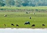 Hotels in Kaziranga National Park, New Delhi