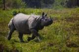 Hotels in Kaziranga National Park, New Delhi