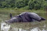 Hotels in Kaziranga National Park, New Delhi