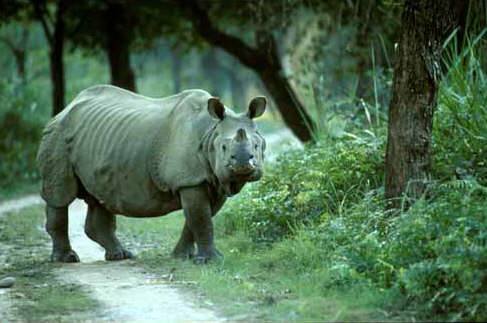  Pricelists of Hotels in Kaziranga National Park 314, Laxmi Deep Building, District Centre, Laxmi Nagar,  New Delhi - Photo 1 of 1