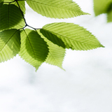 True Look Carpet Cleaning, New York