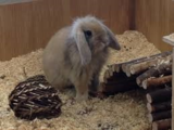 Pets at Home Leeds, Leeds