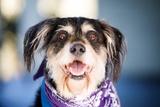  Common Companion Vet Co. 240 North Highland Avenue , Suite B 