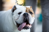  Common Companion Vet Co. 240 North Highland Avenue , Suite B 