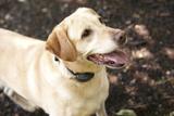 DogWatch by Critter Camp, Duncombe