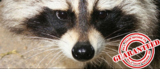 Affordable Squirrel and Raccoon Removal NJ, Belleville
