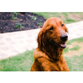  Profile Photos of The Pet Hospitals Poplar at Massey 6300 Poplar Ave #106 - Photo 1 of 1