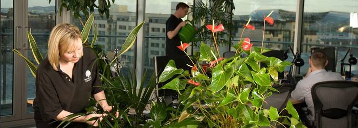  Profile Photos of Universal Floral Office Plants Rental & Plants Maintenance Service UK 8 Richelieu Park, Finglas North - Photo 3 of 10