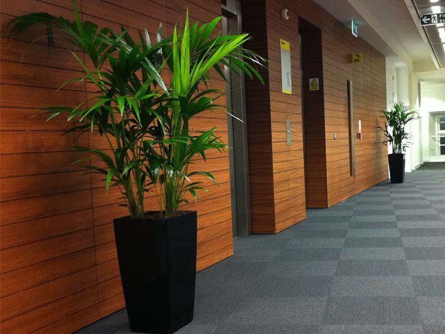  Profile Photos of Universal Floral Office Plants Rental & Plants Maintenance Service UK 8 Richelieu Park, Finglas North - Photo 4 of 10