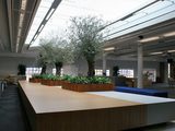  Universal Floral Office Plants Rental & Plants Maintenance Service UK 8 Richelieu Park, Finglas North 