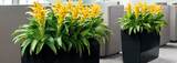 Universal Floral Office Plants Rental & Plants Maintenance Service UK, Dublin